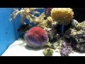 沼津港深海水族館に行ってみた。 パート2