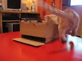 Trampa para gatos
