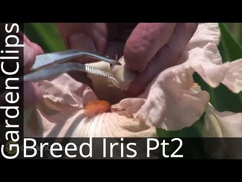 how to fertilize african iris