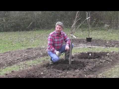 how to transplant blackcurrant bushes