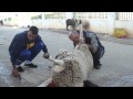 Eid El Adha celebrations in Tunisia