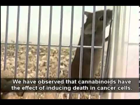 how to cure effects of weed