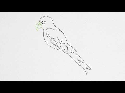 how to draw parrot