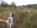 Chasse landes setters pointer Chasse landes setters pointer