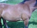 Costabona (vaques i cavalls!)