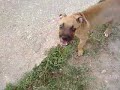 little pit...