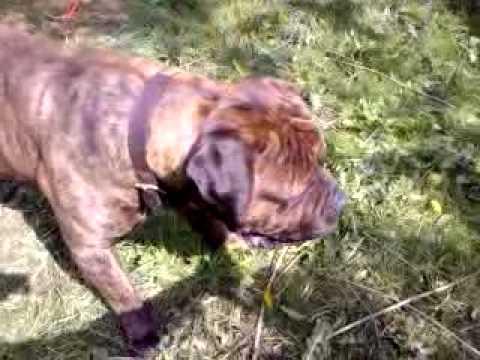 bandog