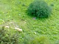 bois des pins bagare kebch bois des pins bagare kebch