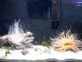 Tube Anemone’s in motion