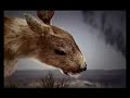 Quercus - Animais Quercus - Animais