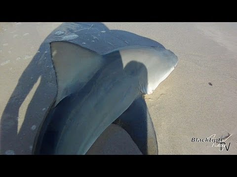bull shark