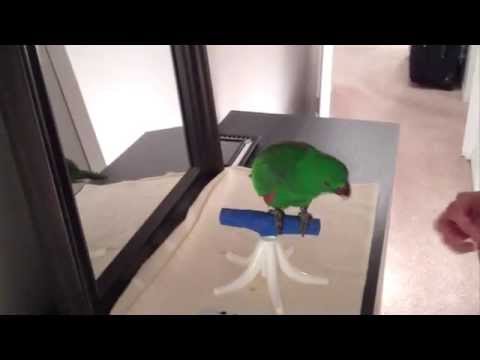 how to train eclectus