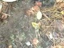 help me i.d these bones