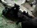 Gorillas im Leipziger Pongoland