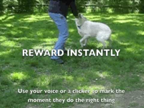 how to train quiet command