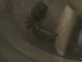 Re: Unidentified Alien Arthropod