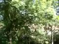 Petit Train de l'Ouche 25 3210