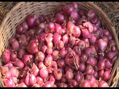 Liên kết trong sản xuất - đòn bẩy thành công của phát triển nông nghiệp - thương mại Ninh Thuận 