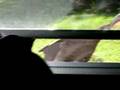 videos de Wild Turkey Visits House Cat