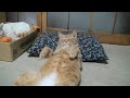 Cat Nap