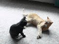 Jule und Kiki Jule und Kiki