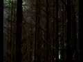 Falkenbach || Of Forests Unknown