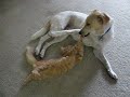 leg gnaw.avi