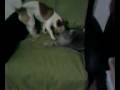 videos de Cani e gatto su poltrona