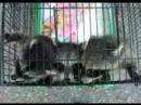 Baby Racoons - Racoon Rescue