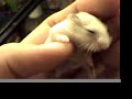 Roborovski baby dwaf hamsters Roborovski baby dwaf hamsters