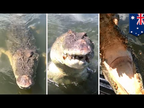 Monster croc: 15-foot saltie tries to chomp down on Outback Wrangler Matt Wright - TomoNews