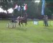 videos de tuigpaard dutch harness horse