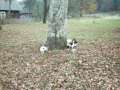 Голодные деревенские коты. Хлеб.