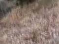 Adamsburg Trailride