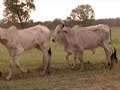 Lote F1 - 79 Machos - Campo Grande