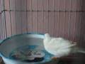 Zebra Finches nesting/bathing