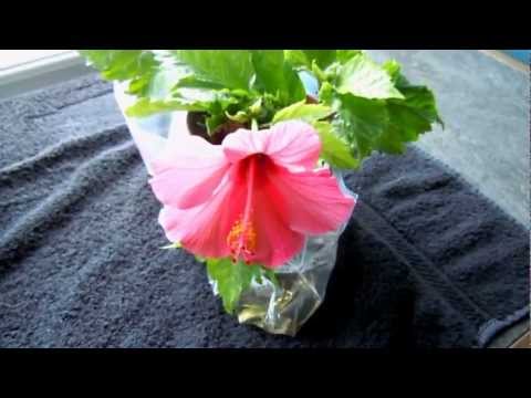 how to fertilize a hibiscus
