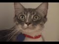 Cats try to catch fly