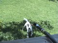 The Water Dog