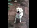 Oliver speaks!