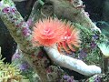 Sun Corals, Coco Worm Filter Feeding, Pulsing Xenia