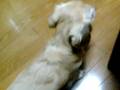 今日のマック (20081121210037.3gp)
