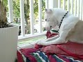 Rescued Pit Bull Roxy Playing with Kong on Porch