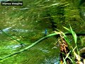 Krka Waterfalls Reflection; Juzna Hrvatska; Kroatie Waterfallen