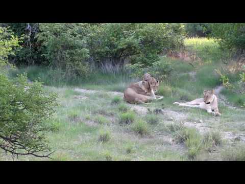 YOUNG LION CUB
