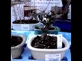 Loja de bonsai Loja de bonsai
