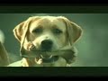 Comercial – Perro decepcionado