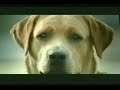 perrito decepsionado