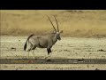 Oryx family heads to waterhole