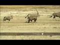 Oryx family heads to waterhole